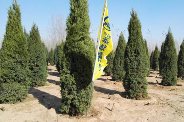 Over 32,000 trees planted in Xiongan