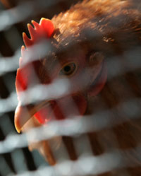 The Ministry of Health last night announced another human infection of the bird flu, bringing the total number of reported cases to 11.