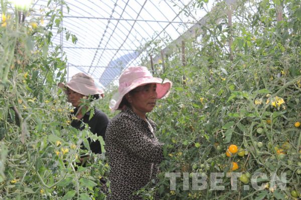 Modernized farm on Qinghai-Tibet Plateau
