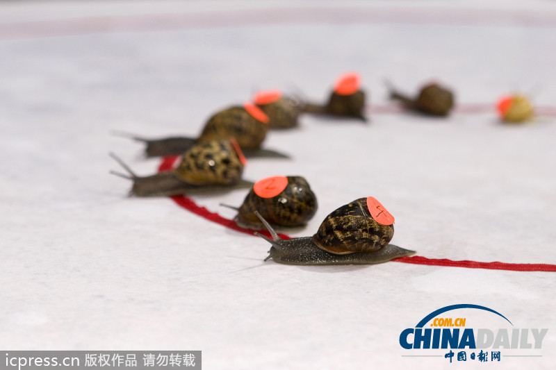 看全球奇葩動物競賽 妙趣橫生令人捧腹
