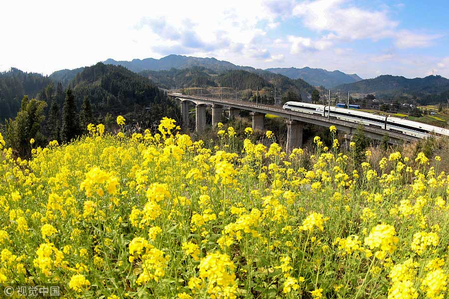 踏青季：春天盛開的9種鮮花 哪一種最美？（組圖）