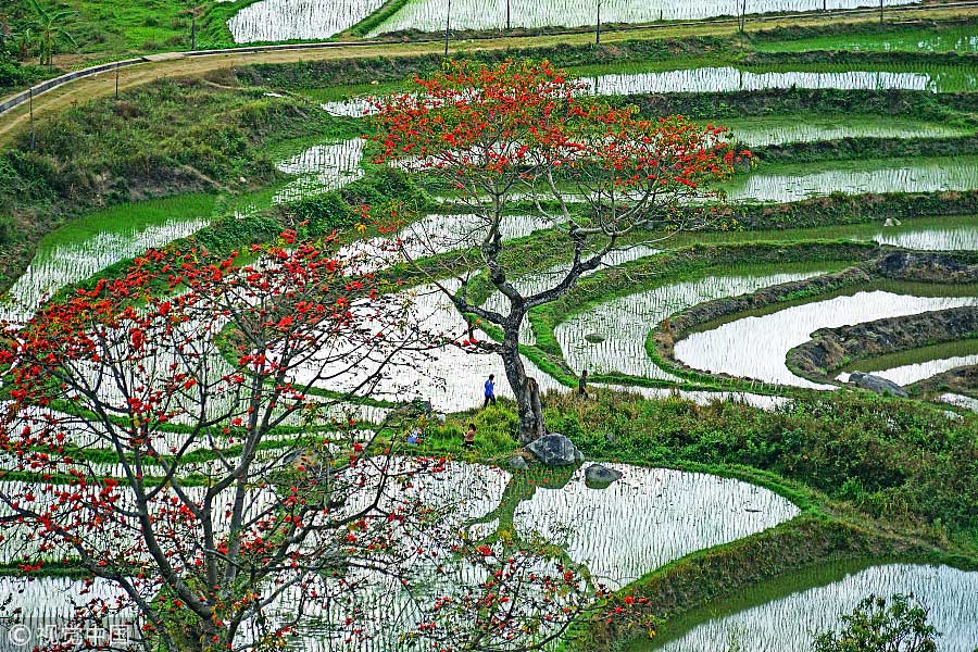 踏青季：春天盛開的9種鮮花 哪一種最美？（組圖）
