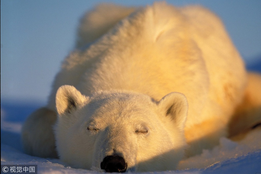 世界睡眠日特輯：小動物們的超萌睡姿（組圖）