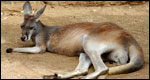 Animals: Classifications 動物：分類