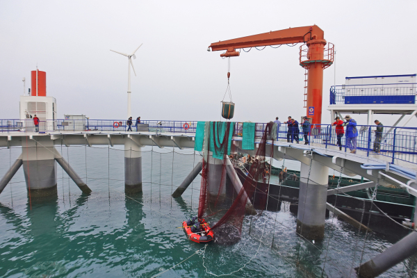 Yantai marine ranch welcomes fish harvest season