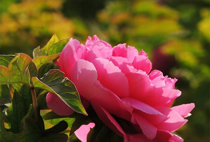 Luoyang, the peony paradise
